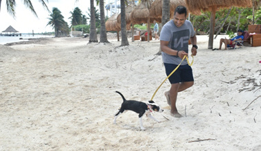 Playa Coral, el paraíso para tus mascotas.